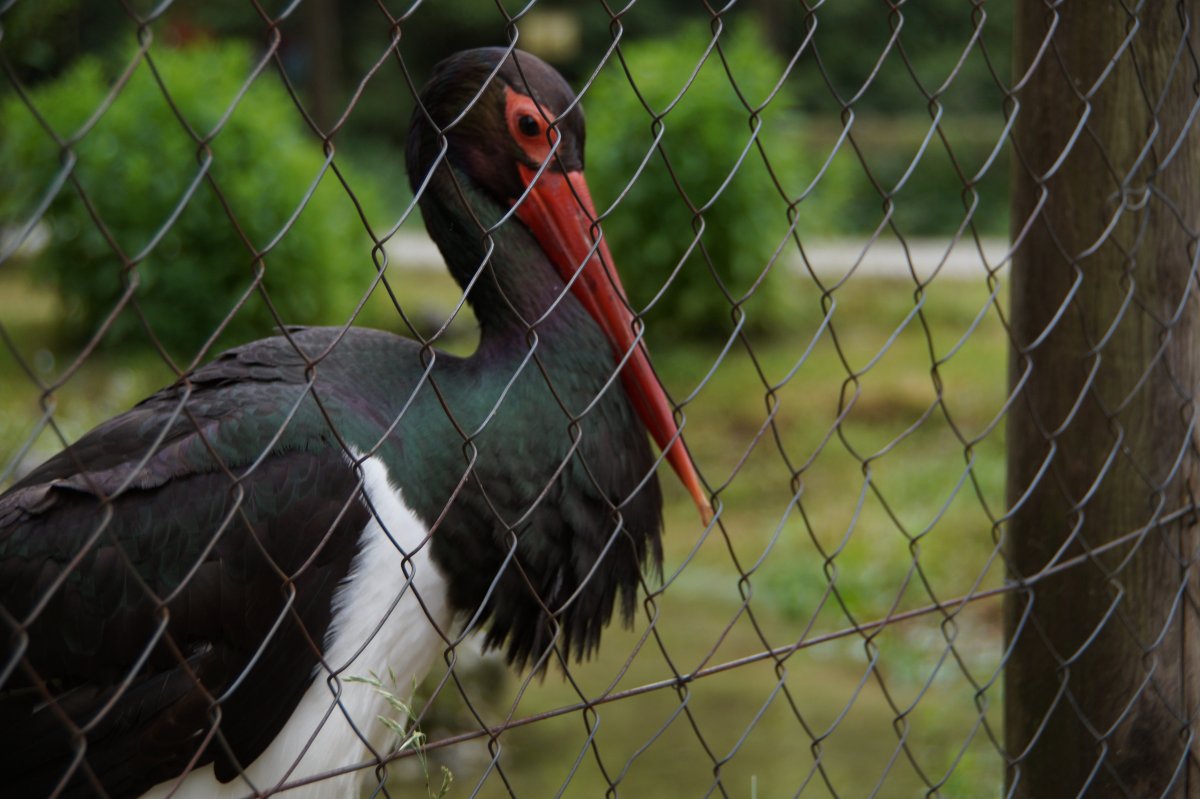 Wildpark 2019
